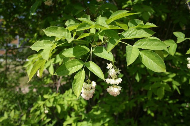 У клекачки перистой (Staphylea pinnata) естественный ареал лежит от Краснодарского края и на северо-запад.