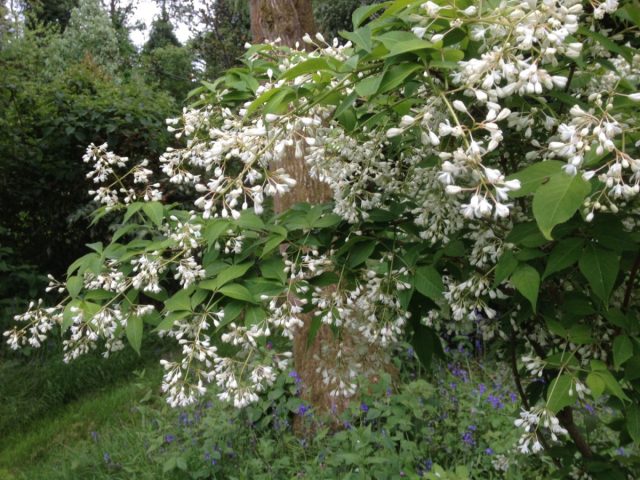 Клекачка бумальда (Staphylea bumalda) восточноазиатский вид, невысокий, до 2 м, изящный кустарник.