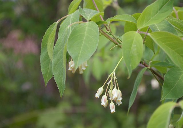 Один из самых зимостойких видов - клекачка трёхлистная (Staphylea trifolia) родом из Северной Америки.