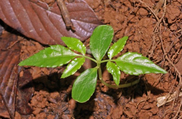 Видимо, растения настолько накачаны физиологически активными веществами, что при посадке в природную среду им совершенно дискомфортно.