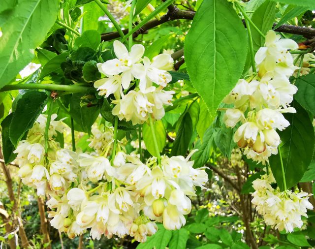 В прошлом сезоне наша 5-летняя клекачка колхидская, наконец, в первый раз зацвела.