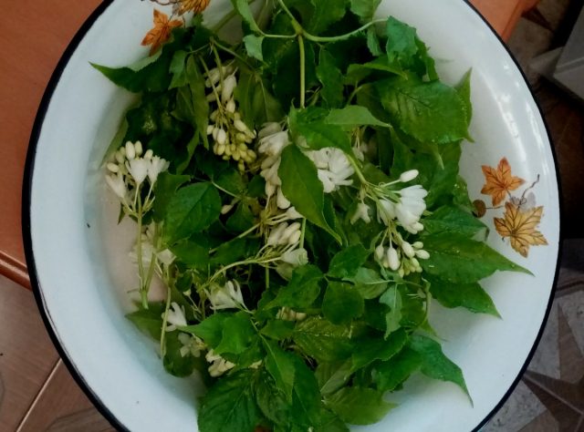 Соцветия с соседними листочками для квашения.