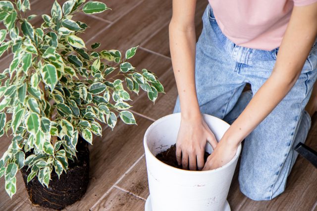 На дно нового горшка уложите дренаж, затем насыпьте субстрат Veltorf и разместите фикус, заполняя пустоты грунтом.