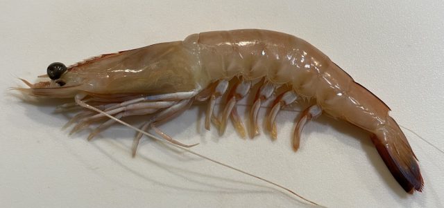 Королевские креветки могут выращиваться как в пресной, так и солёной воде. Королевские креветки могут выращиваться как в пресной, так и солёной воде.