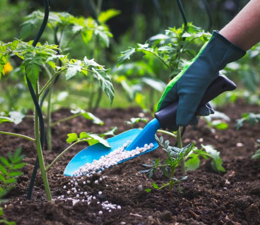 Удобрения на все случаи жизни, или Как облегчить садоводство - Пряные травы и зелень Удобрения на все случаи жизни, или Как облегчить садоводство.