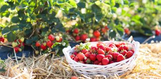 Урожай клубники: как собирать ягоды ведрами.