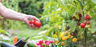 Устойчивые сорта овощей для органического земледелия.