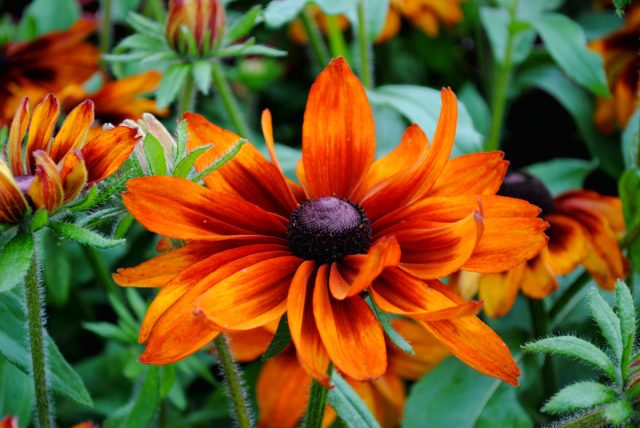 Яркая эхибекия — гибрид эхинацеи и рудбекии. Сорта и выращивание