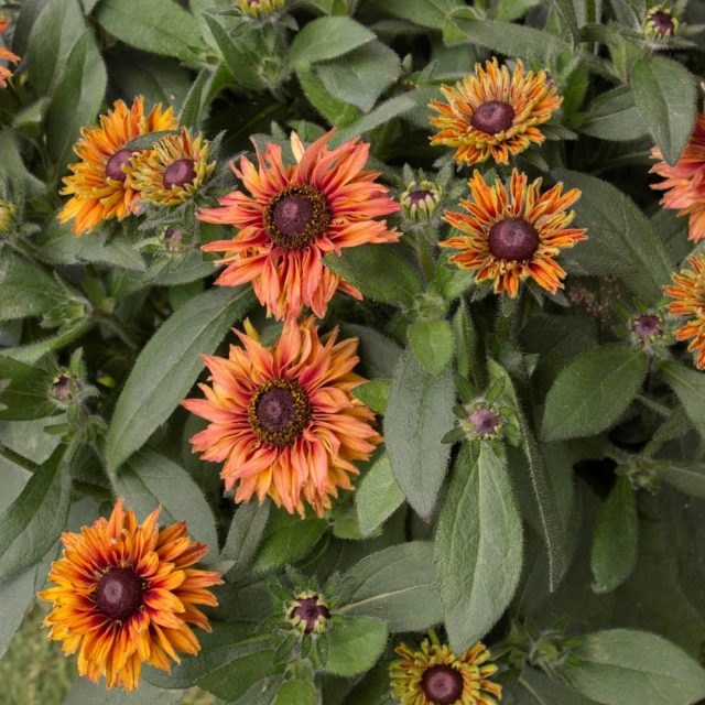 Эта очень компактный и красивый сорт. «Саммерина, Глоу Дизз» (ECHIBECKIA 'SUMMERINA GLOW™ DIZZ') отличается цветками светлого персиково-розового цвета с темно-красной серединкой и темно-коричневым конусом.