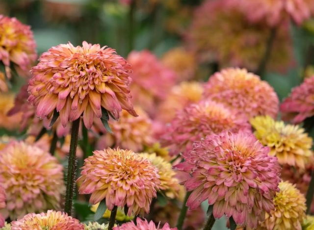 «Саммерина Глоу, Шугар Шейк» (ECHIBECKIA™ 'SUMMERINA GLOW™ SUGAR SHAKE') - это захватывающая новинка 2024 года с огромными махровыми цветами персиковых оттенков.