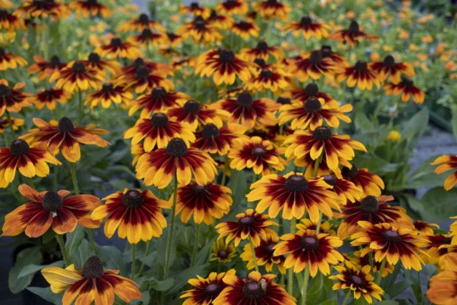 Эхибекия - быстрорастущее растение. Она будет готова к цветению уже через 8-14 недель после посадки молодых черенков.