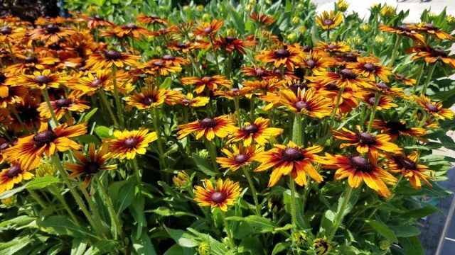 «Оранж» (ECHIBECKIA™ 'SUMMERINA® ORANGE') - это универсальный сорт, который подойдет всем.