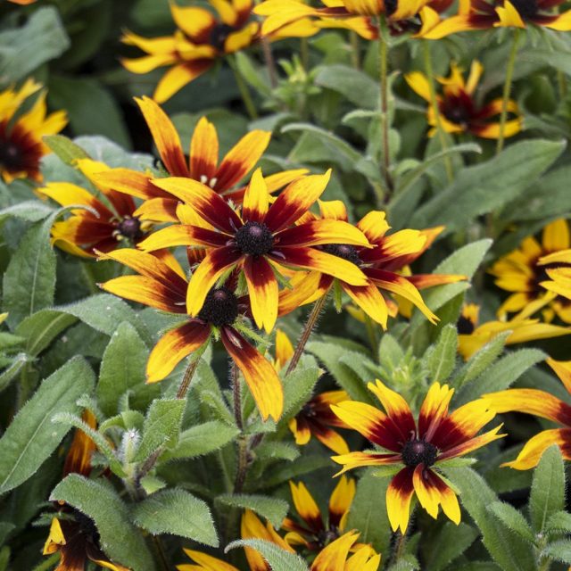 Сорт «Блэйзинг Файер» (ECHIBECKIA™ 'SUMMERINA® BLAZING FIRE™'), или «Пылающий огонь» - двухцветный желто-красный цветок с интересными мелкими лепестками в центре.