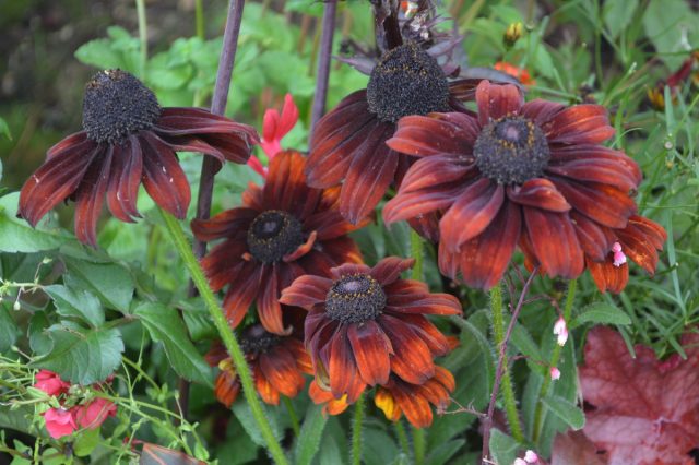 Коричневый цвет лепестков  «Саммерина, Браун» (ECHIBECKIA™ 'SUMMERINA® BROWN') можно назвать хамелеоном, потому что он не всегда коричневый.