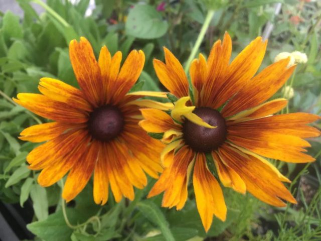 У «Баттерскотч Бисквит» (ECHIBECKIA™ 'SUMMERINA® BUTTERSCOTCH BISCUIT'), или «Ирландского печенья» (как переводится название сорта) яркие двухцветные цветки сливочно-желтого и оранжевого цвета со светлыми глазками.