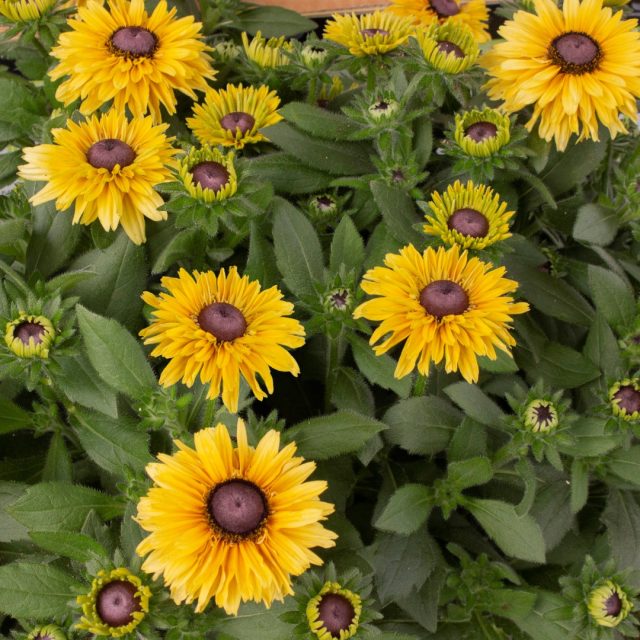 Новый пастельный колер в серии «Саммерина Глоу» - «Свуп» (ECHIBECKIA™ 'SUMMERINA GLOW™ SWOOP').