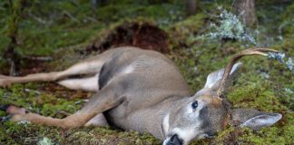 Зомби-олени — реальность или вымысел? Вирус зомби у животных.