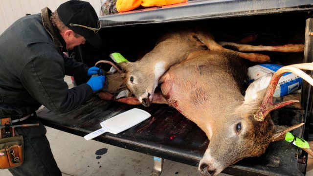 В настоящее время известно лишь два случая заражения этим заболеванием у людей. Ими стали охотники из США, которые употребляли в пищу мясо заражённых животных. В настоящее время известно лишь два случая заражения этим заболеванием у людей. Ими стали охотники из США, которые употребляли в пищу мясо заражённых животных.