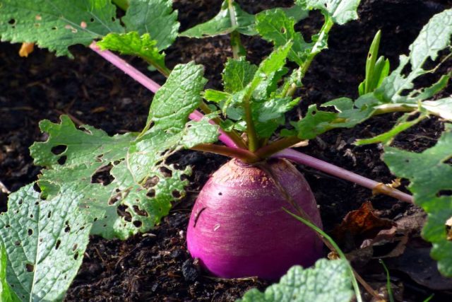 В средней полосе семена высевают в конце апреля. Если же репу выращивают для зимнего хранения, то посадки проводят в первую декаду июня.