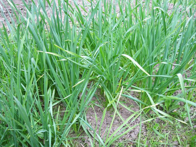 Корни чеснока продолжают расти при температуре –1-3 °С. Молодые, плохо укоренившиеся растения, вымерзают лишь при –9-11 °С.