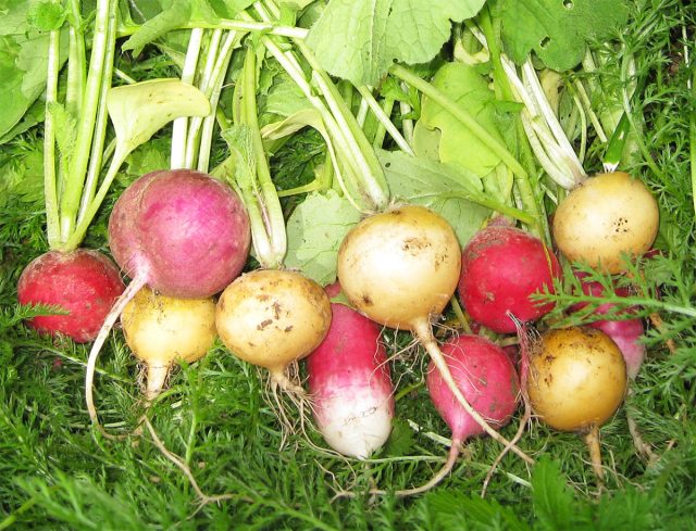 Редис – холодостойкая культура, выдерживающая кратковременное похолодание до -3-4 °С.