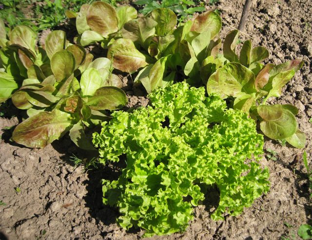 Всходы выдерживают кратковременные заморозки до –2-5 °С, поэтому салат высевают раньше редиса и моркови, с 10-15 апреля.