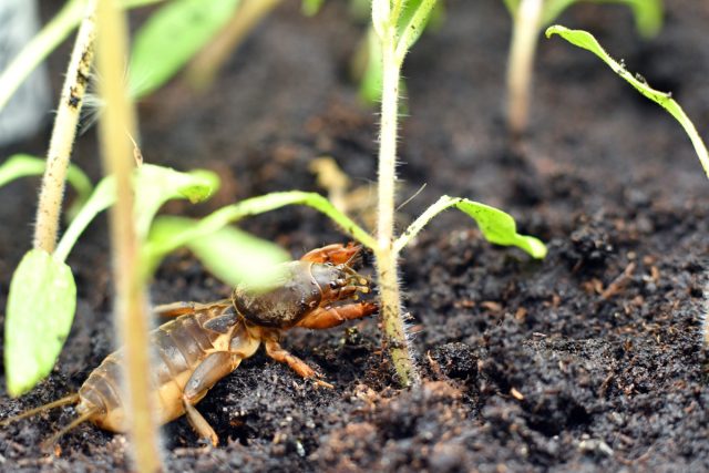 5 признаков появления медведки — как справиться с вредителем рассады.