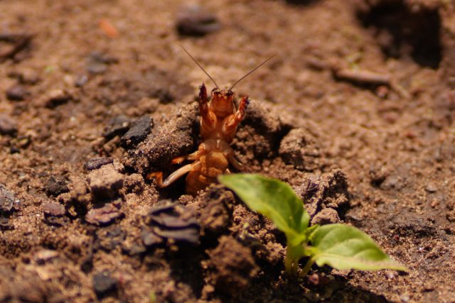 Как роющее насекомое, медведка прокладывает под землёй протяжённые ходы, которые заканчиваются почти вертикальными выходами на поверхность.