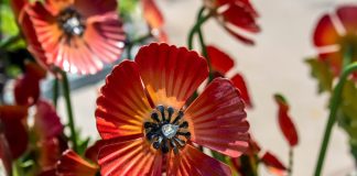 Антитренды ландшафтного дизайна: как делать не нужно - Своими руками Антитренды ландшафтного дизайна: как делать не нужно.