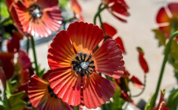 Антитренды ландшафтного дизайна: как делать не нужно Антитренды ландшафтного дизайна: как делать не нужно.