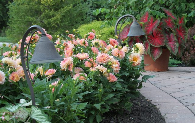 А также любителям разнообразия: надоели простые - выращиваем махровые; насмотрелись - перешли на воротничковые.