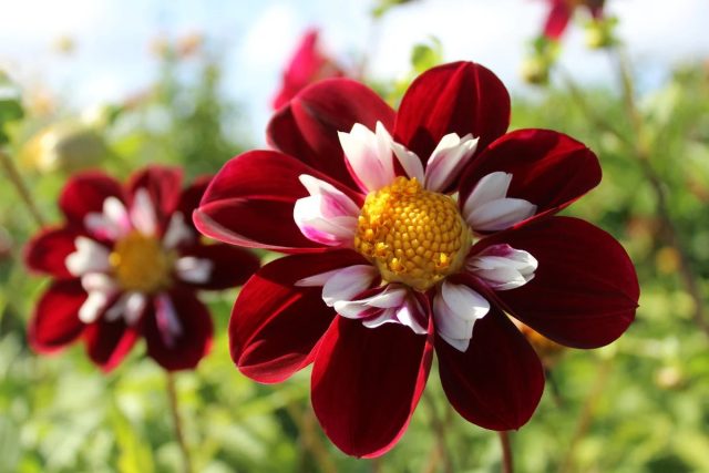 Воротничковые георгины - "Денди", "Баттерфляй" (есть и полумахровые с тем же названием), "Марсель", "ТипТоп".