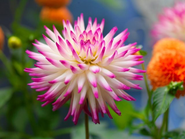 Есть сорта с кактусовыми соцветиями ("Парк Рекорд", "Парк Принцесс"), и даже с цветками, похожими на лотосы ("Мюнхен").