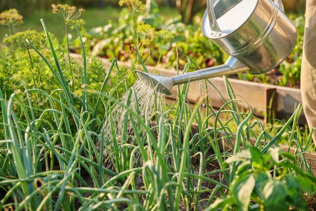 Используйте при поливе теплую воду, чтобы не создавать перепады температуры.