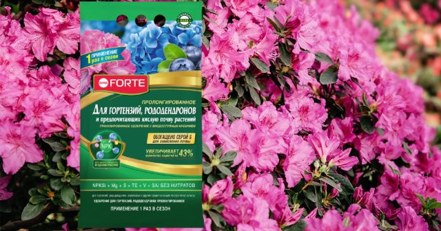 Лучше выбирать пролонгированное удобрение, такое как Для гортензий, рододендронов Bona Forte.