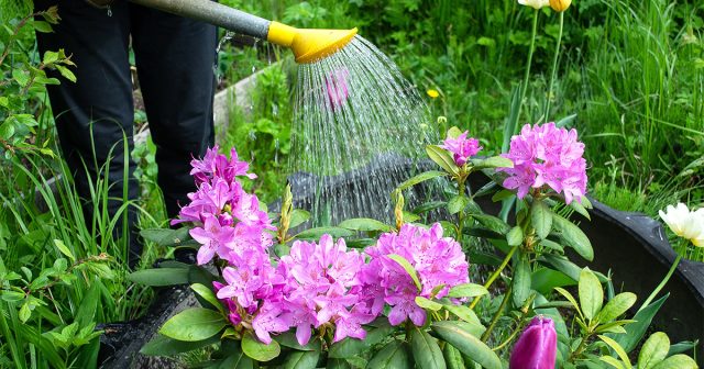 Не проверяя инструментально фон своего участка, многие дачники «на глазок» уверенно определяют его как нейтральный или щелочной.