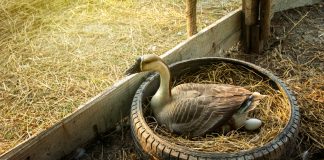 Гуси не несутся: частые проблемы и их решения.