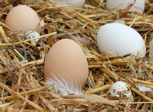 Узнайте об особенностях яйцекладки породы ваших гусей. Готовы ли гусыни начинать нестись?