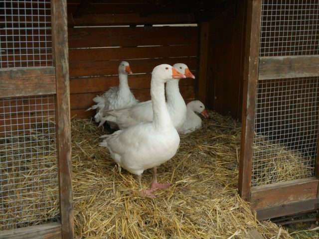 Улучшите условия содержания гусей. Приберитесь в птичнике, устраните все сквозняки, спланируйте график проветриваний, обеспечьте птице чистый сухой подстил.