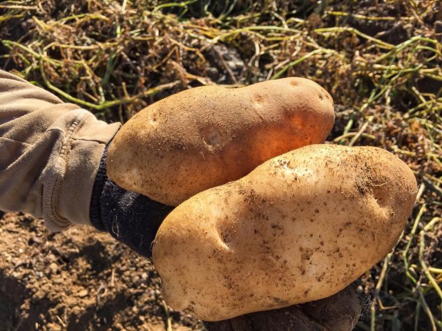 Как полиплоиды спасают садоводов — мутанты у нас в саду и на столе.