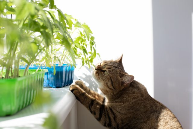 Как спасти рассаду от кошки? Эффективные способы.