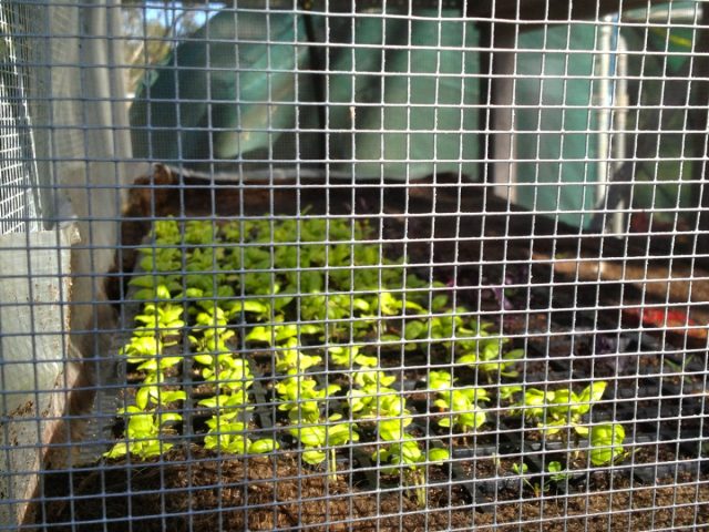 Казалось бы, иногда так и хочется засунуть в клетку саму кошку, но лучше сделать это с посаженными растениями.