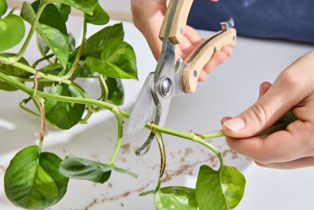 Даже при хорошем уходе, лианы иногда выглядят лысыми или тонкими. Всё потому, что растения необходимо формировать. Даже при хорошем уходе, лианы иногда выглядят лысыми или тонкими. Всё потому, что растения необходимо формировать.