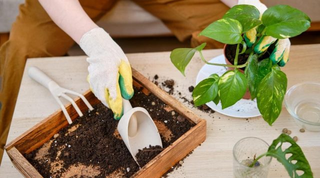 Лиана предпочитает рыхлую, хорошо дренированную, плодородную землю. Лиана предпочитает рыхлую, хорошо дренированную, плодородную землю.