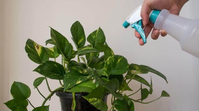 Периодические опрыскивания его из пульверизатора мягкой водой хороши, но лучше поставить рядом увлажнитель. Периодические опрыскивания его из пульверизатора мягкой водой хороши, но лучше поставить рядом увлажнитель.