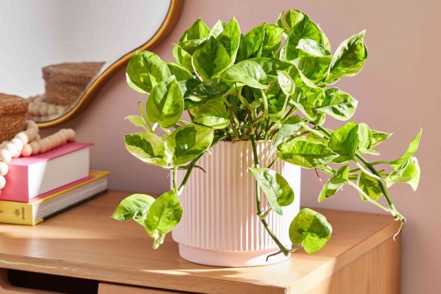 Потос можно выращивать традиционным способом в качестве горшечной культуры. Потос можно выращивать традиционным способом в качестве горшечной культуры.