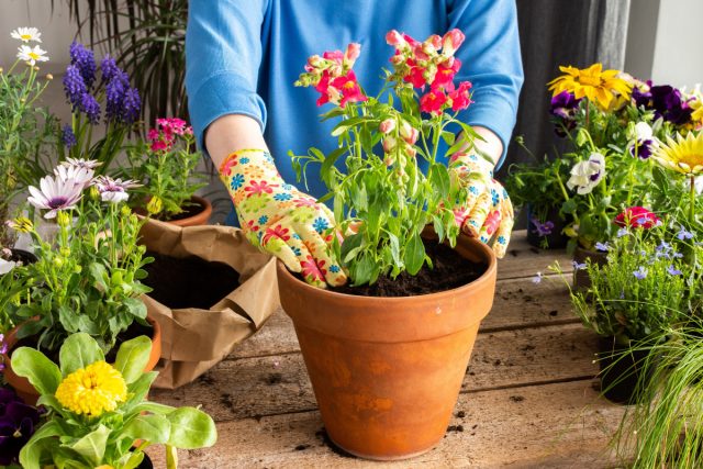 Какими яркими цветами украсить балкон и лоджию на лето?