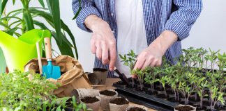 Какую рассаду обязательно пикировать: разбираемся в тонкостях пересадки.
