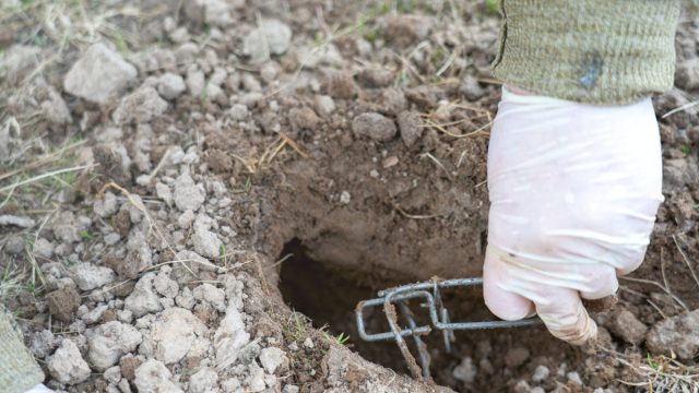 Иногда поимка одной-единственной особи занимает чуть ли не всё лето, в течение которого кроты продолжают свою активную трудовую деятельность на участке. Иногда поимка одной-единственной особи занимает чуть ли не всё лето, в течение которого кроты продолжают свою активную трудовую деятельность на участке.