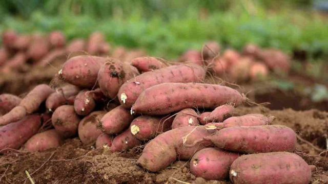 Растение относится к семейству вьюнковые (Convolvulaceae), а по вкусу напоминает сладкую тыкву. Растение относится к семейству вьюнковые (Convolvulaceae), а по вкусу напоминает сладкую тыкву.